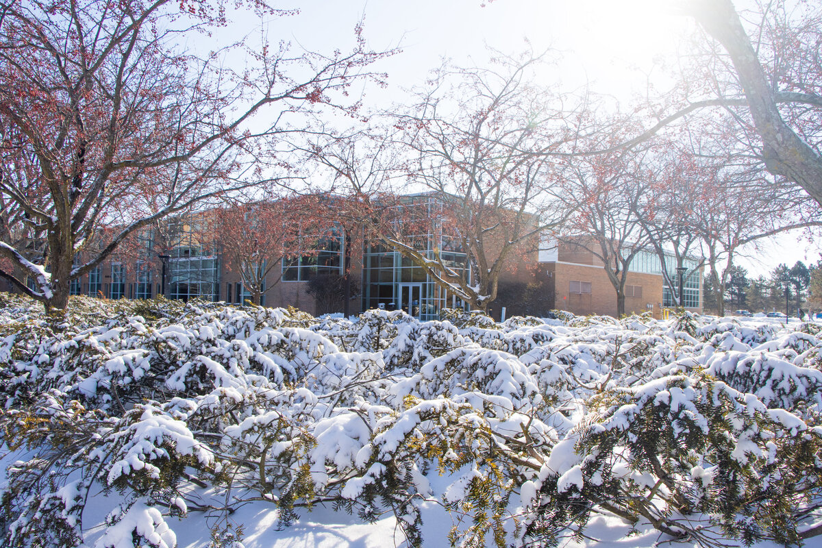 012721 Bushes covered in snow with sun shining in front of Pioneer Hall