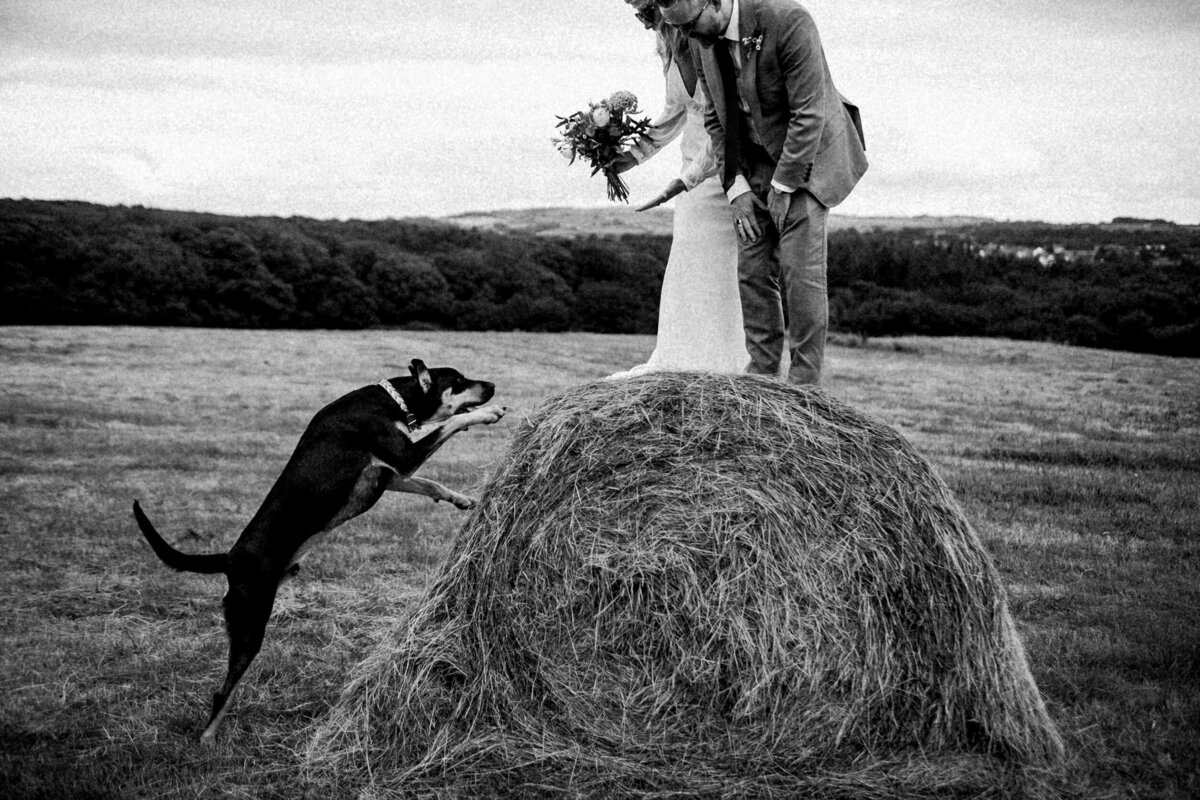 TTWWR-Animals-at-weddings-2048-42