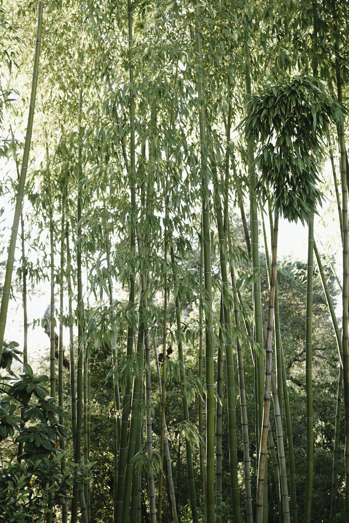 Bamboo
