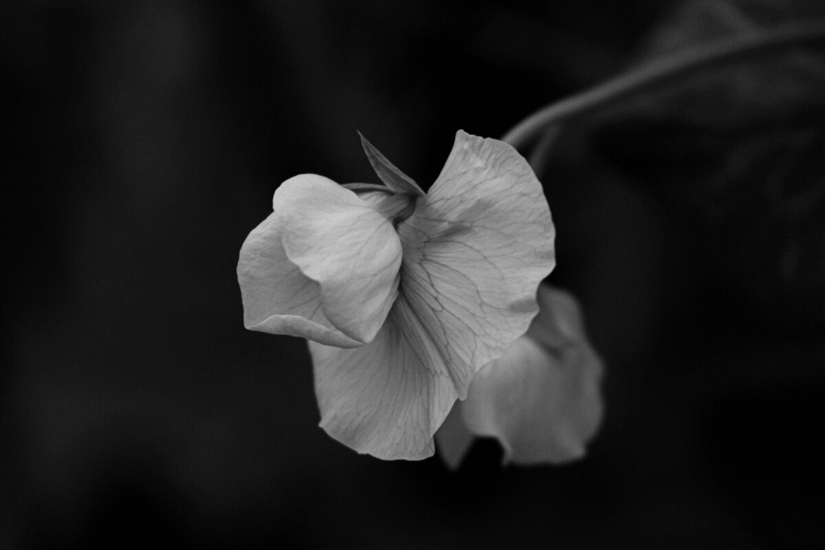 black and white image of sweetpea flower