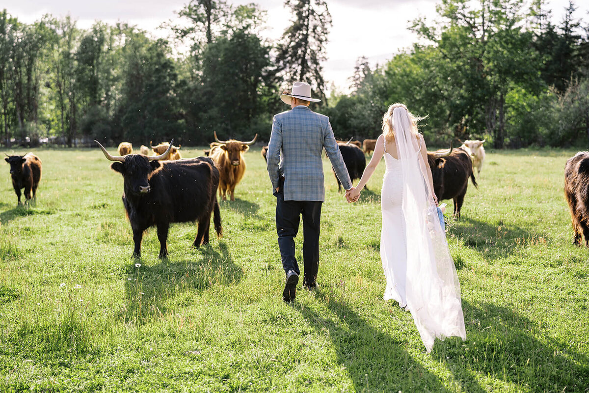 A bride and groom hold hands in a field surrounded by cows at their outdoor farm wedding.