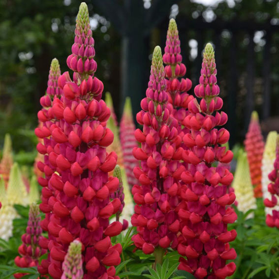 Lupinus_Beefeater