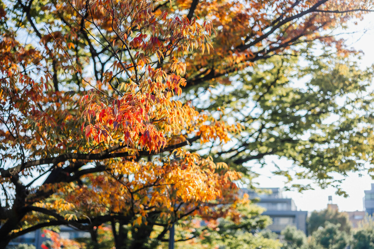 tokyo-profile-photo240