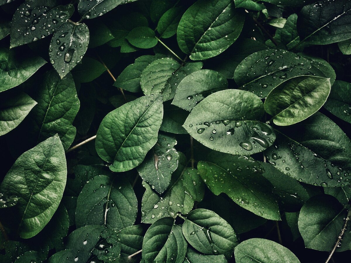 Image of green leaves with water drops