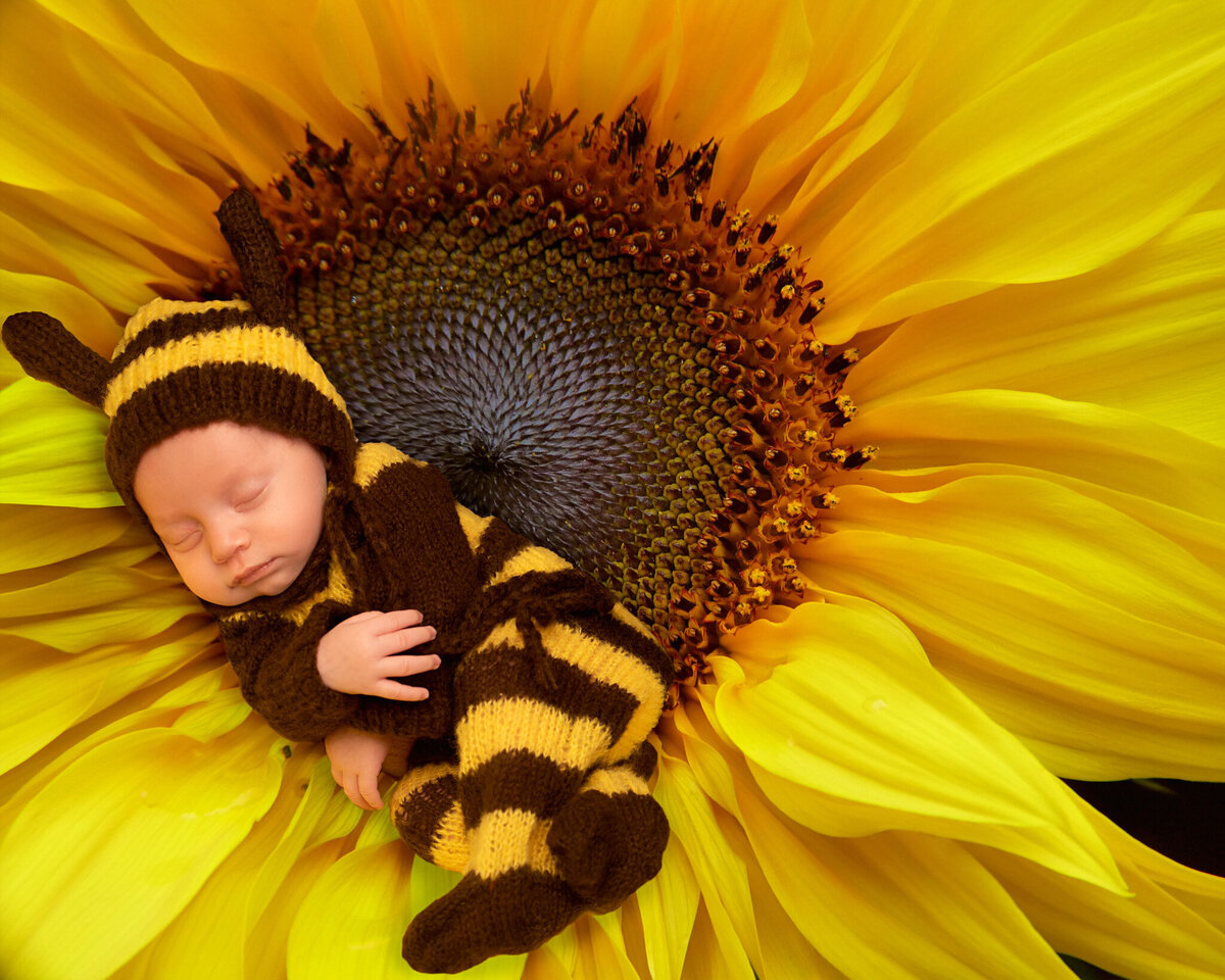 Newborn bumble bee cradled in a vibrant sunflower-themed setup, captured in Overland Park, Kansas. A charming choice for families seeking Kansas City newborn photographers with creative themes