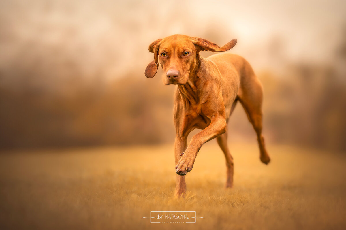 Een bruine vizsla hond rennend door het gras
