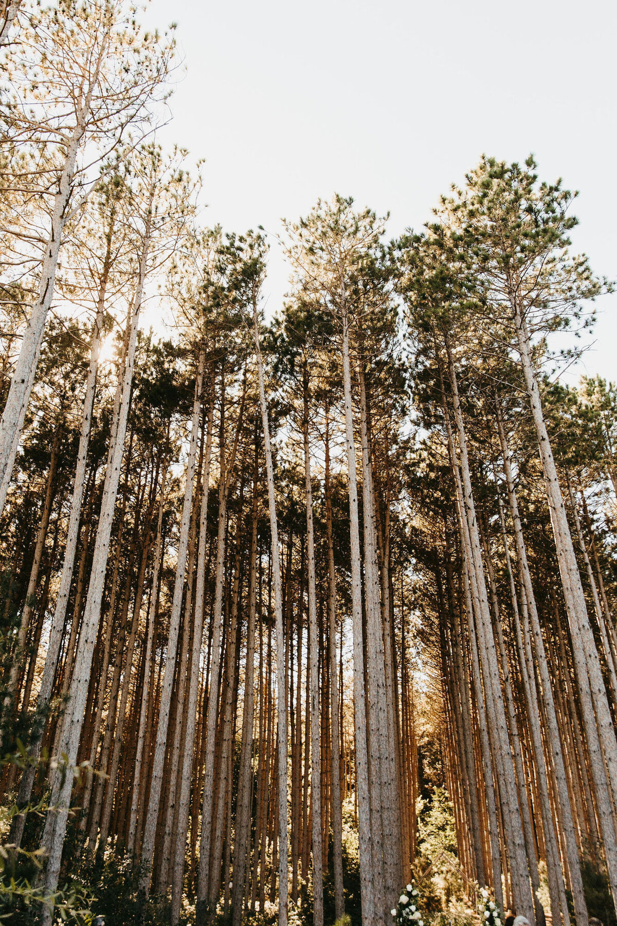 Pinewood Events - Minnesota Modern Nature Inspired Wedding Event Venue - @jules.la