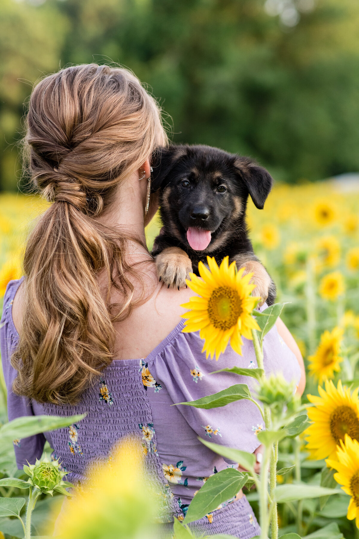 Midlothian high school senior girl hold her German Shepherd puppy in a sunflower field.