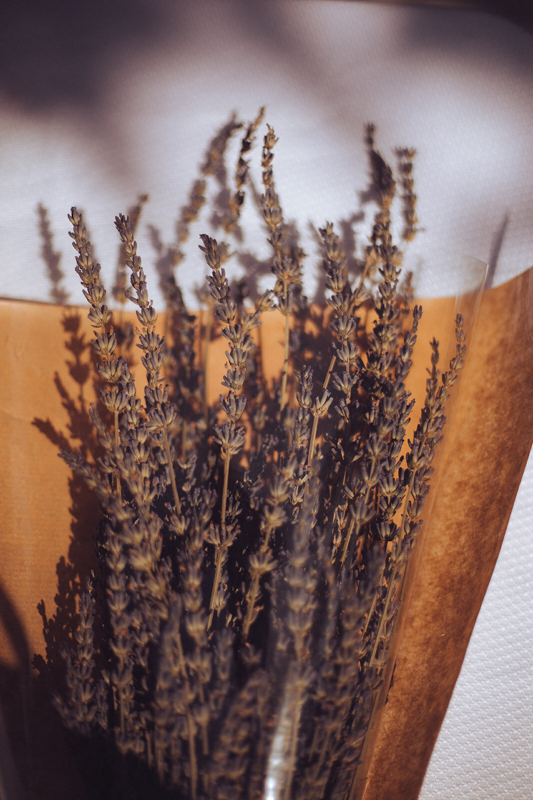Iowa Lavender_F20A4849