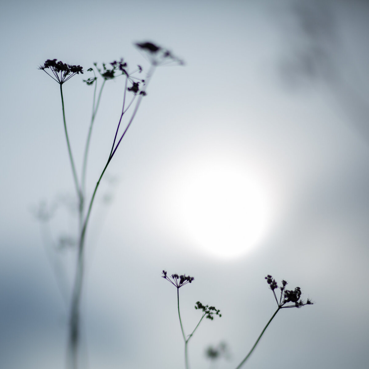 fine_art_photographer _012