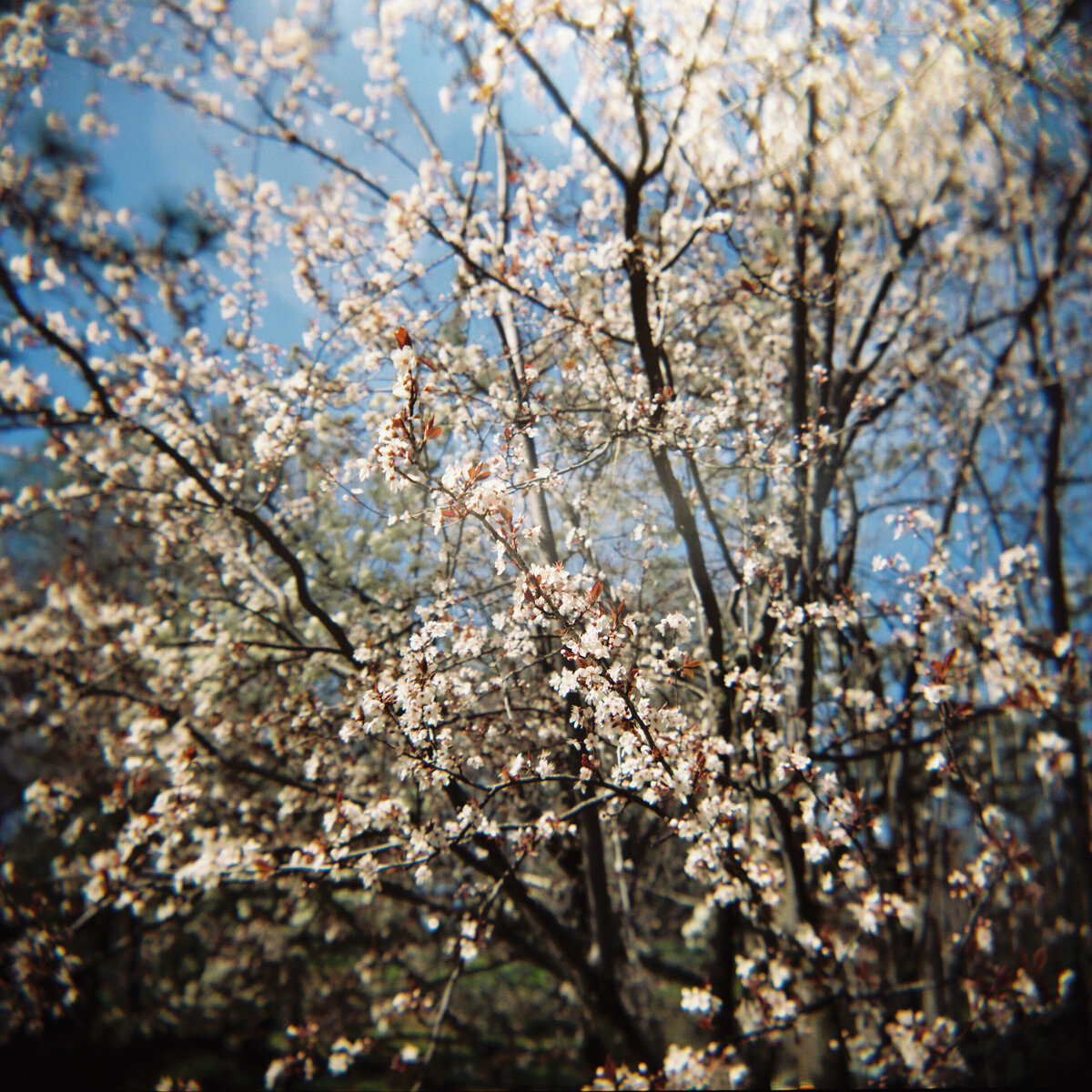Spring white flowers captured on film with a Holga camera by Kate Winters Photography, showcasing a soft, dreamy moment in an authentic, documentary style.