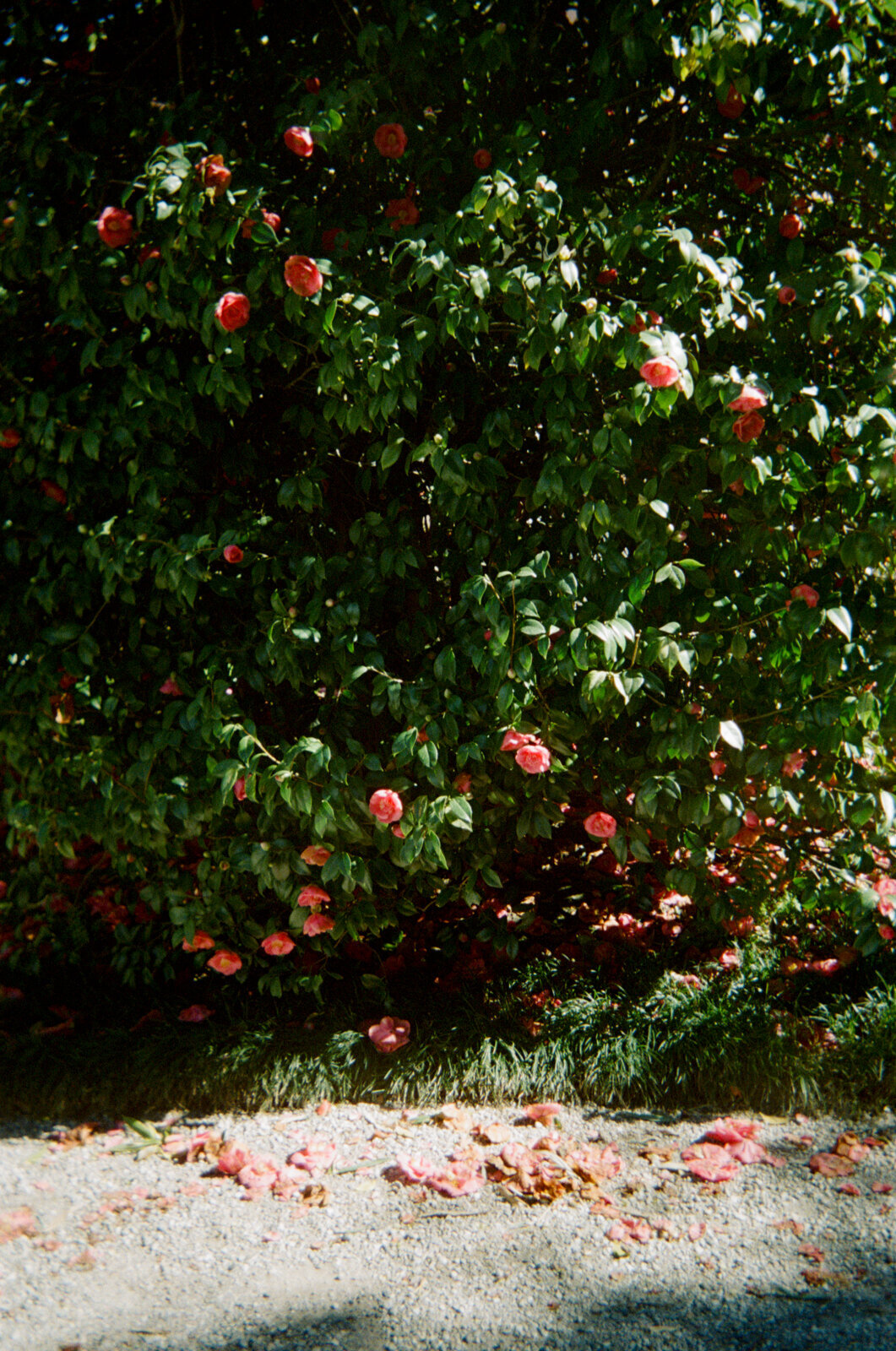 italy-film-photographer-melissa-wahler-8