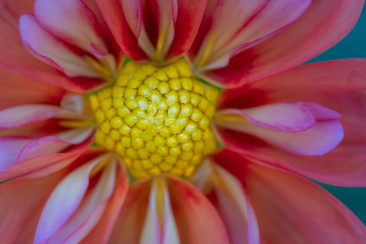 2021.09-Garden-PA-Longwood-Flower-Chrissy-Donadi-Photography-Dahlia-Clear