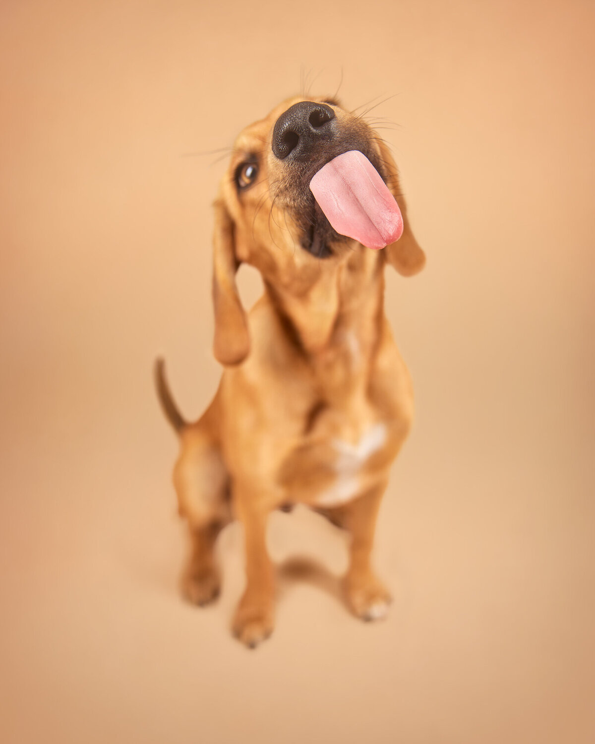 Image of an Italian Rescue dog licking the camera lens on a peach coloured background. Taken in studio by Norwich dog photographer Claire Howes.