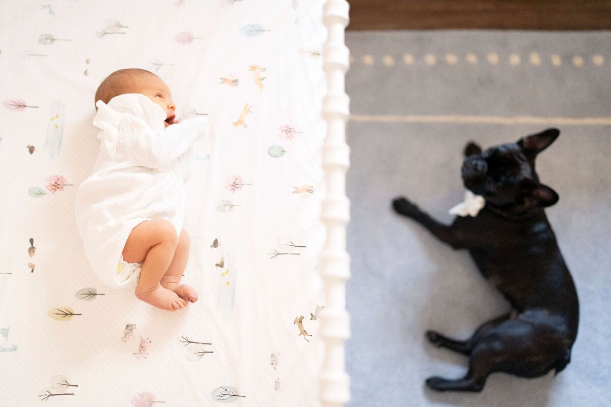 Baby in crib while dog looks at her during newborn photography session in Atlanta
