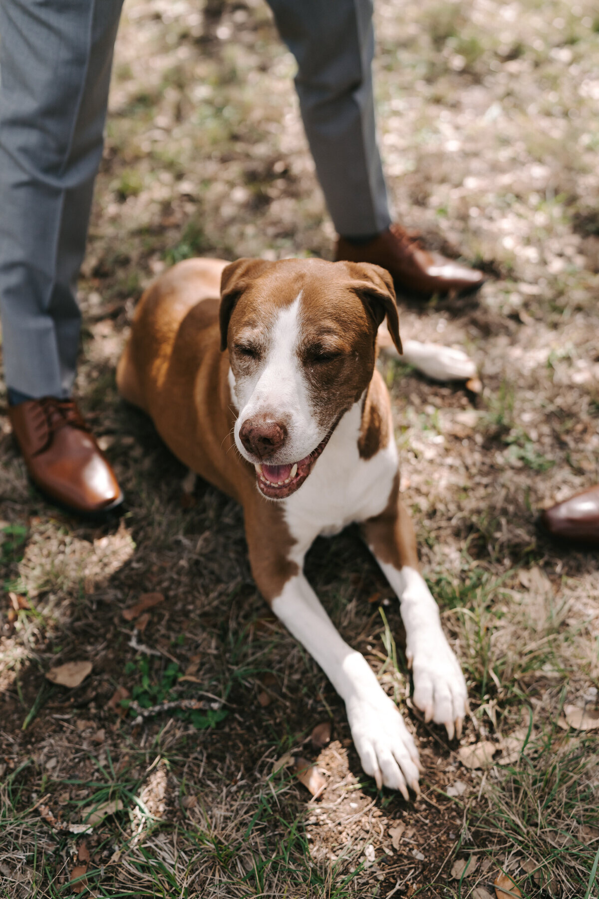 A photograph in color of Maggie, Arista and Sean’s dog, on their wedding day at Old Glory Ranch in Wimberley, Texas. Maggie is brown and white dog who is laying on the ground between Sean’s legs with her head up. Her eyes are closed as she looks to the side with what looks like a smile on her face. Wedding photography by Stacie McChesney of Vitae Weddings.