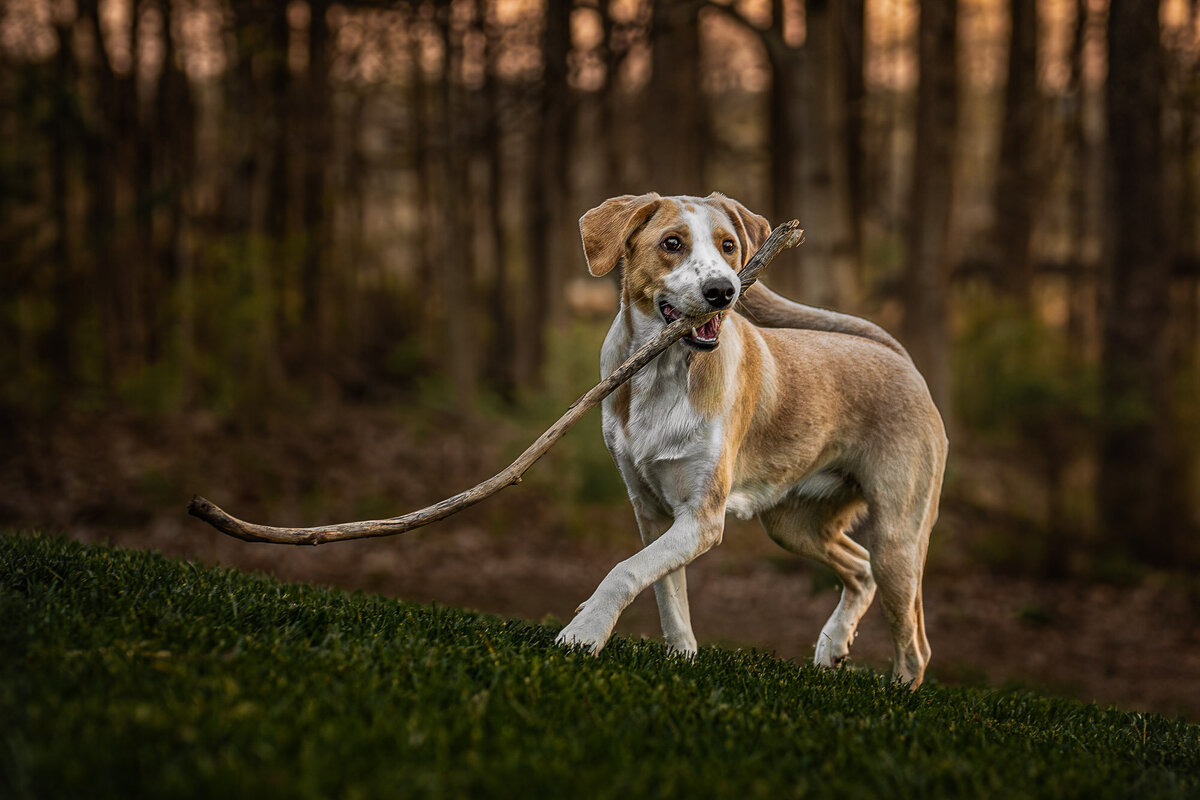 wild yellow lab with a comically large stick in her mouth