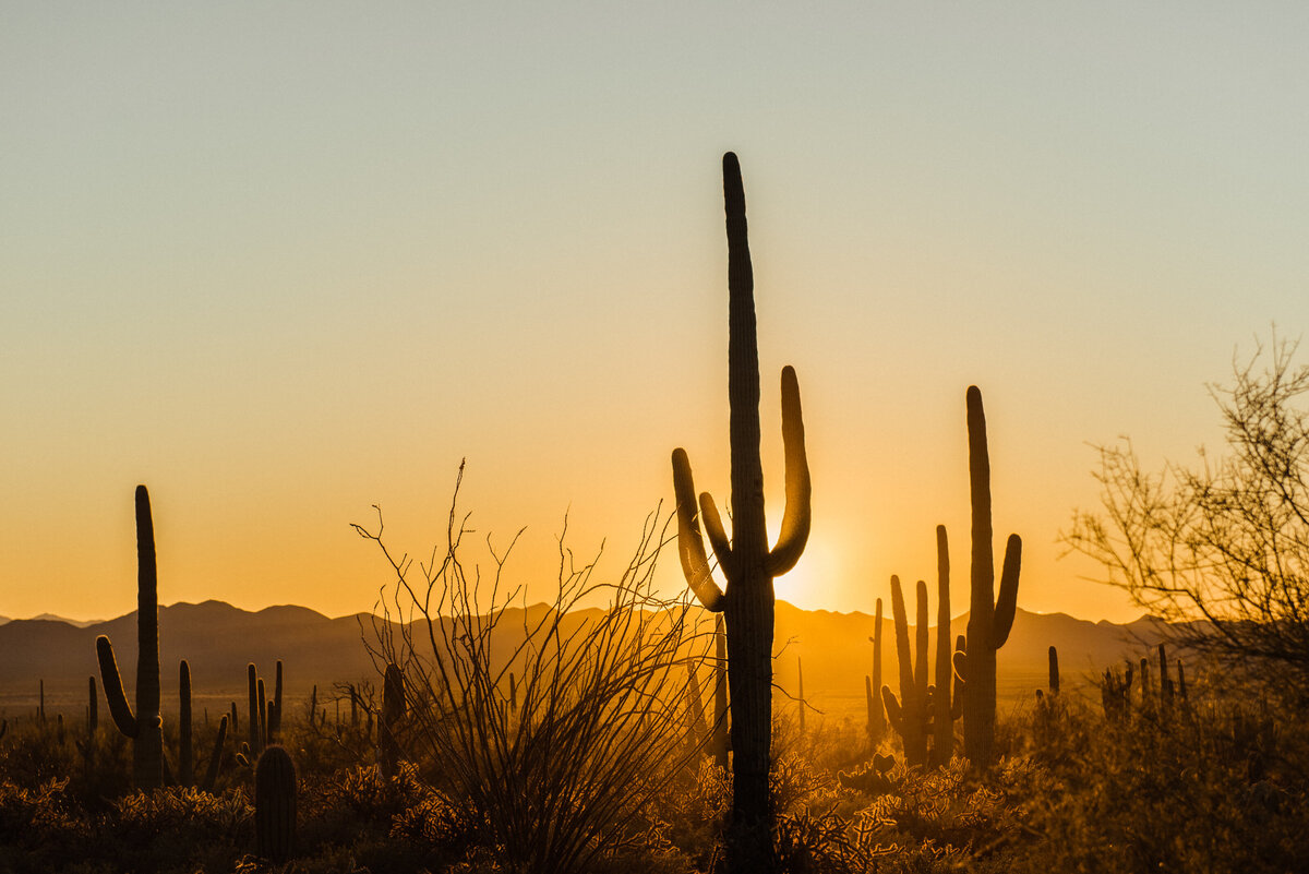 AbbyShepard-Arizona-PrintShop2