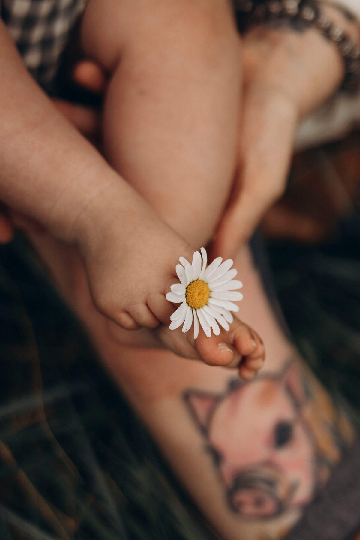 toddler holding a daisy in his mother's lap