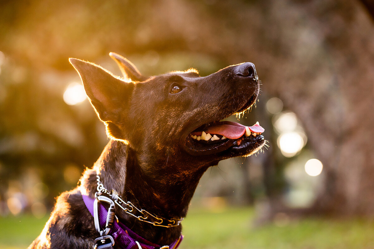 New Orleans Pet Photographer 85