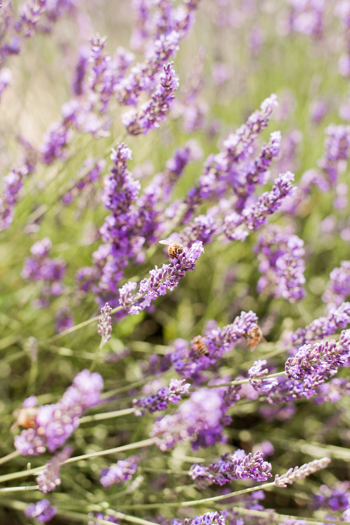 Lavender field Valensole Provence -5