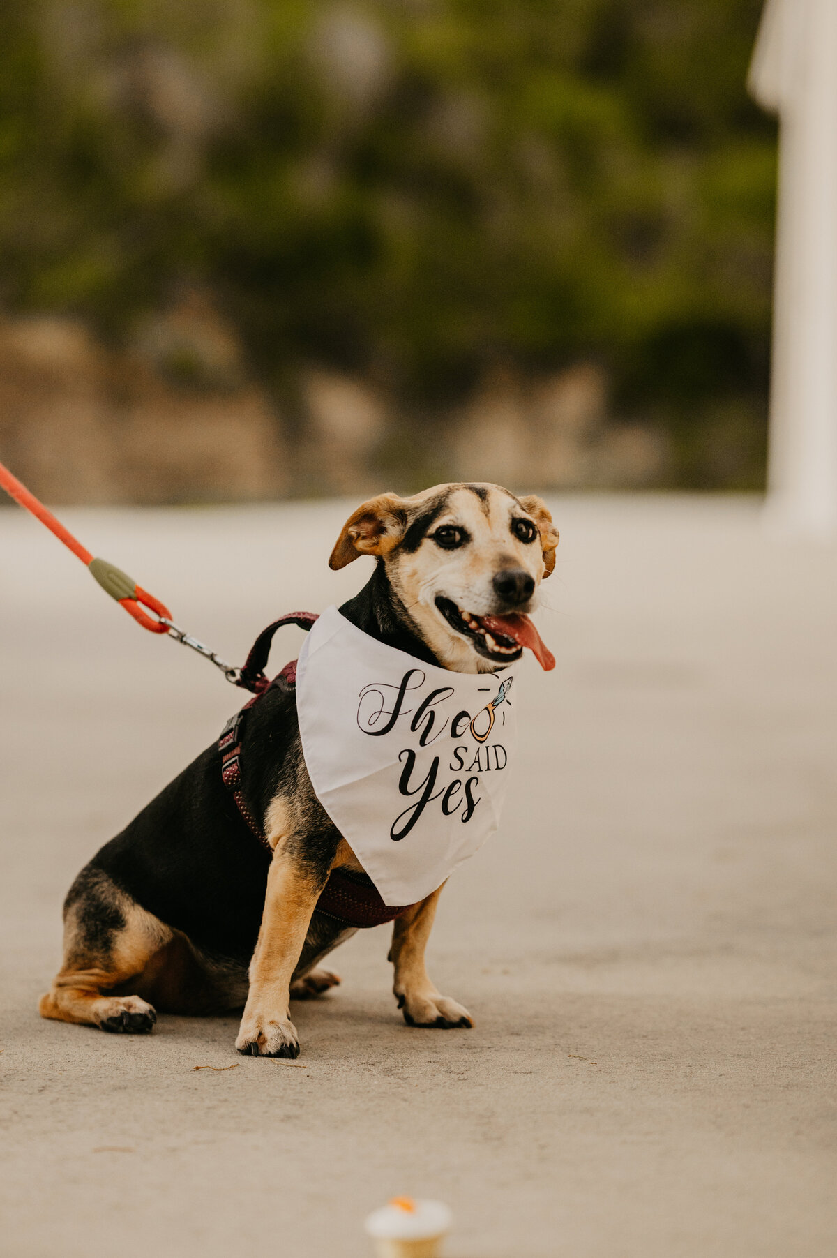 mariah-lacy-photo-white-rock-canyon-surprise-proposal-chantilly-chic-celebrations-12