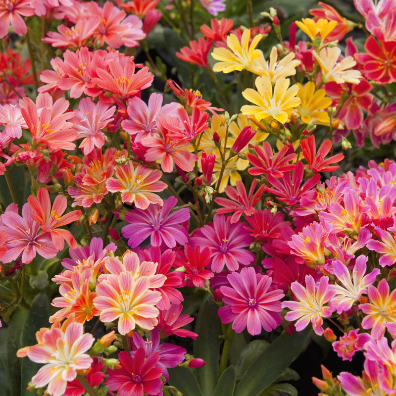 Lewisia_cotyledon_Regenbogen_(2)