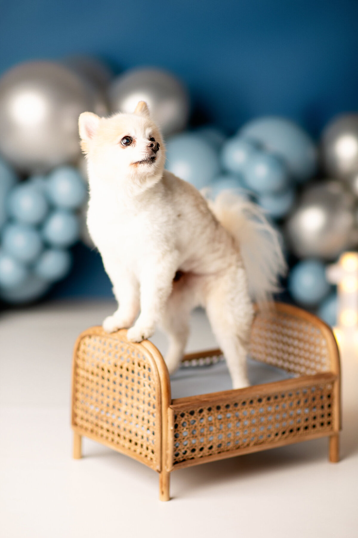 best Cave Springs pet photographer, pet photography Bentonville AR, NWA dog photographer