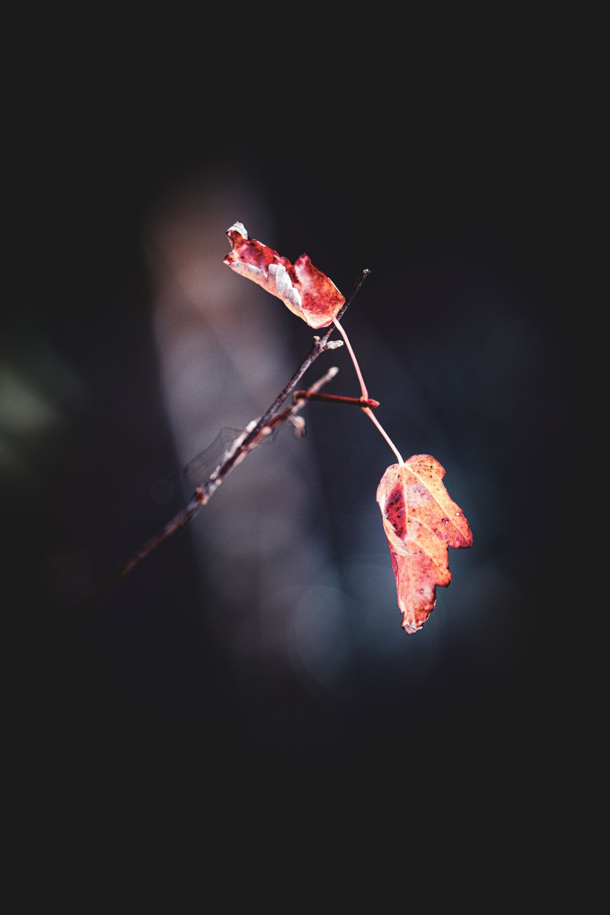 Leaves-482b2eb7-2500