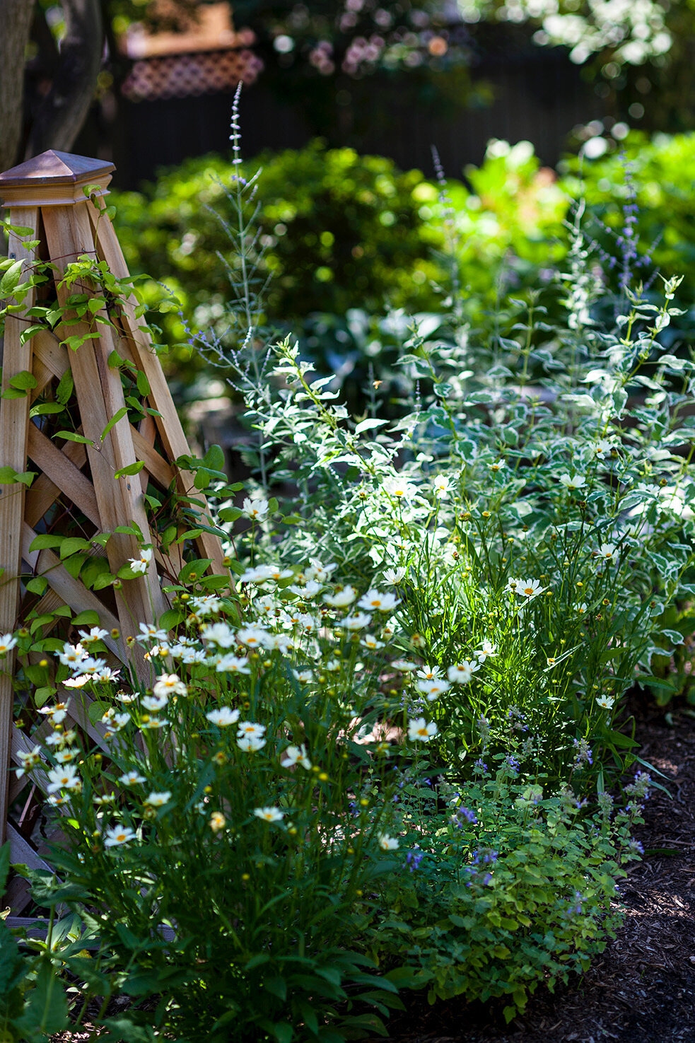 Garden scene with a wooden trellis supporting climbing vines, surrounded by lush greenery and delicate white flowers in full bloom.