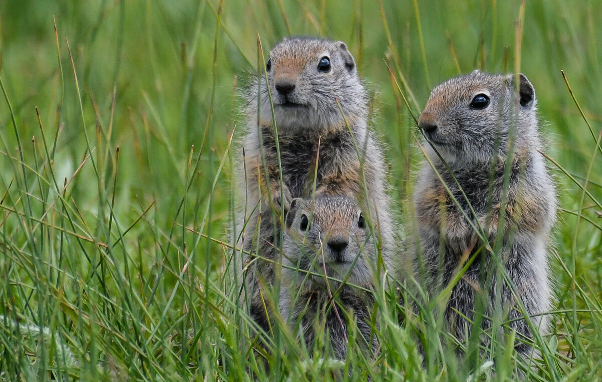 Ground Squirrel 2