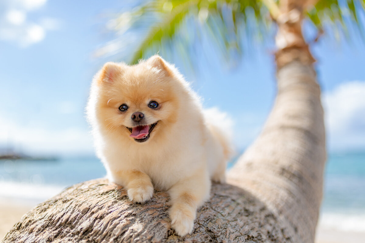 Hawaii Senior Dog Photography-6