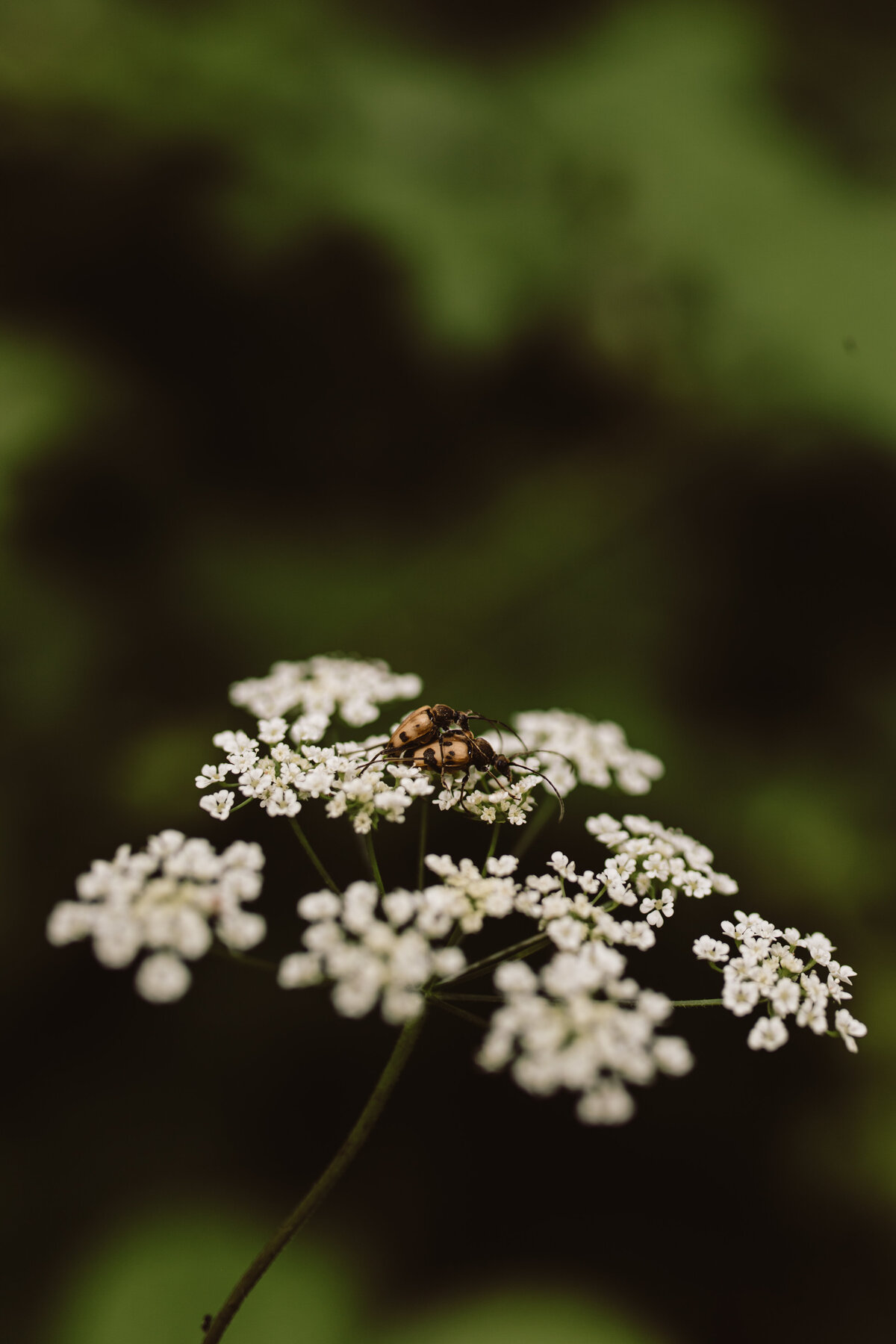 IMG_8196-2