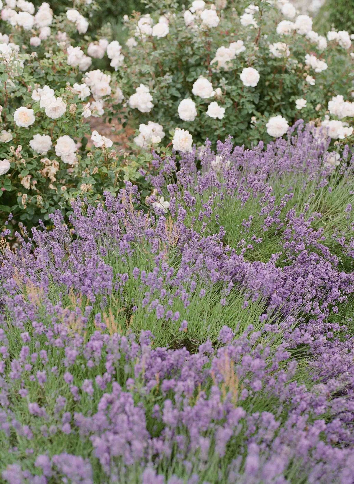 garden at the Rhyanna Park