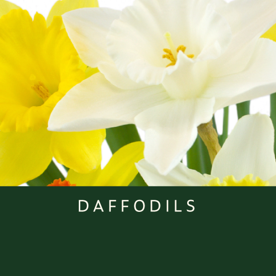 Daffodils