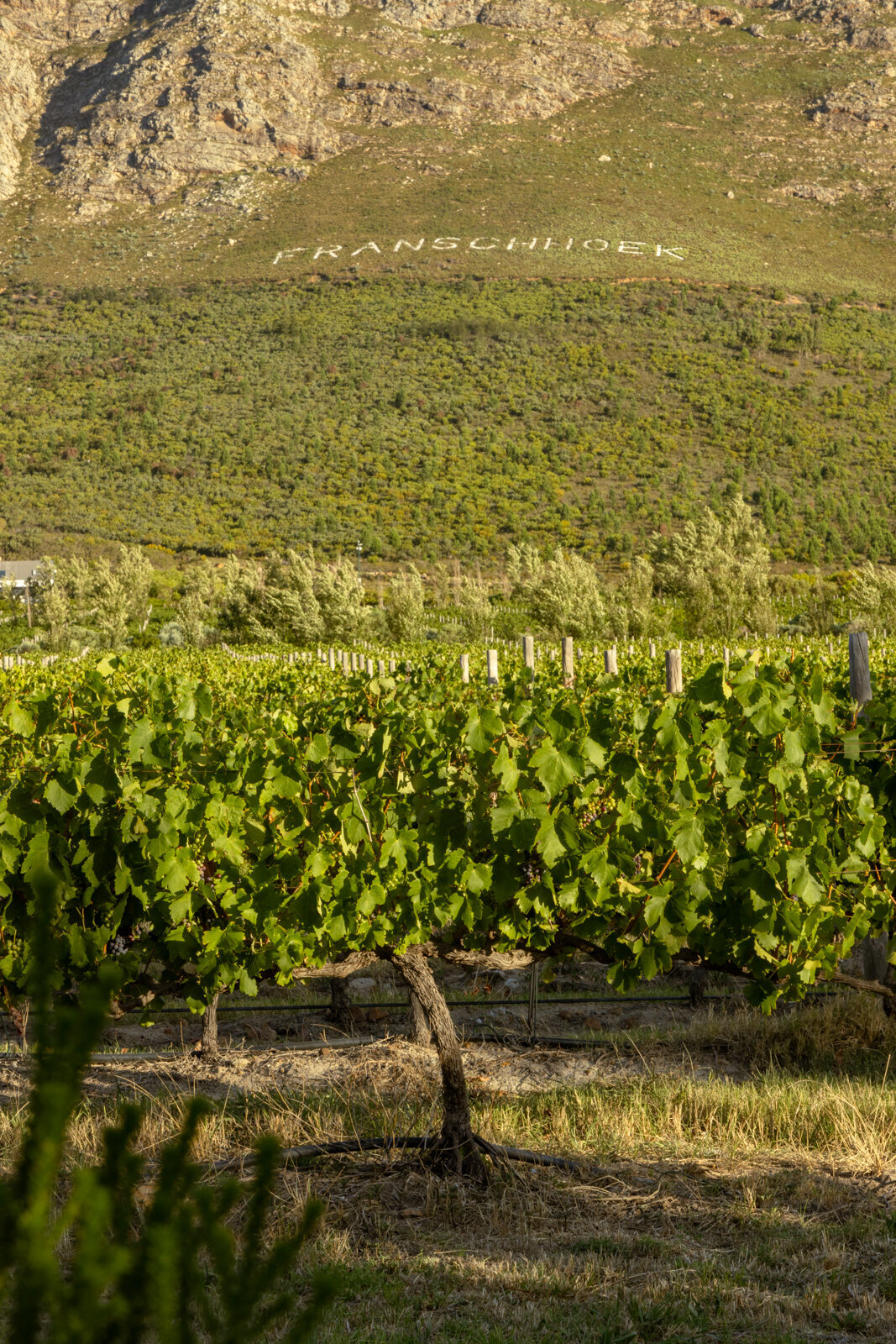 My Liefste wines, South African wines Franschhoek, wijn kopen Zuid-Afrika Franschhoek