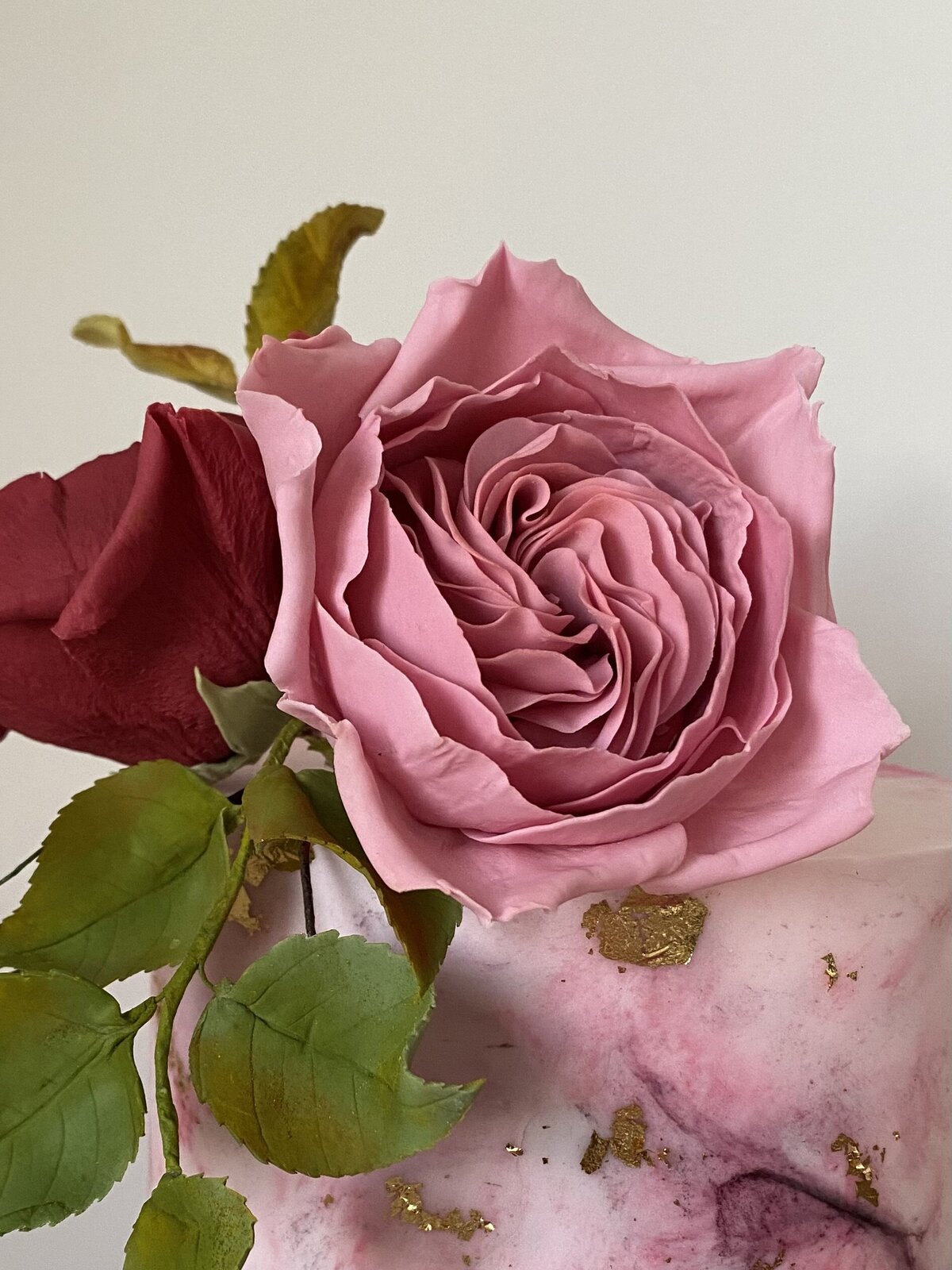 David Austin Rose pink