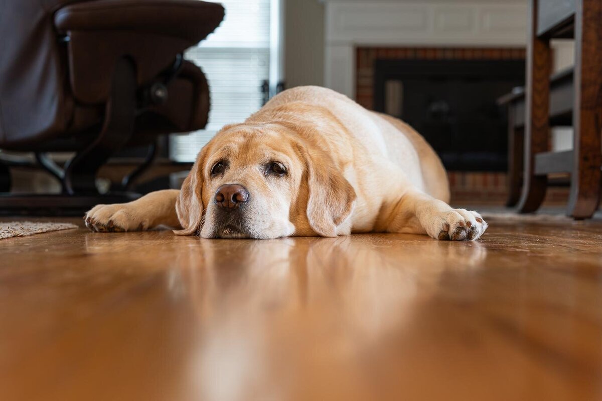 yellow-labrador-hardwood-floor-reflection-3373