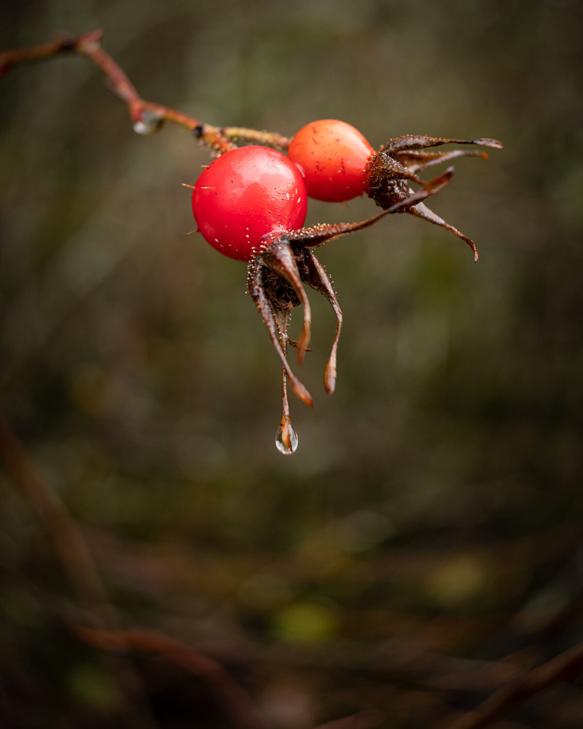 Close up photo of wild rose hips with rain dripping off of them.