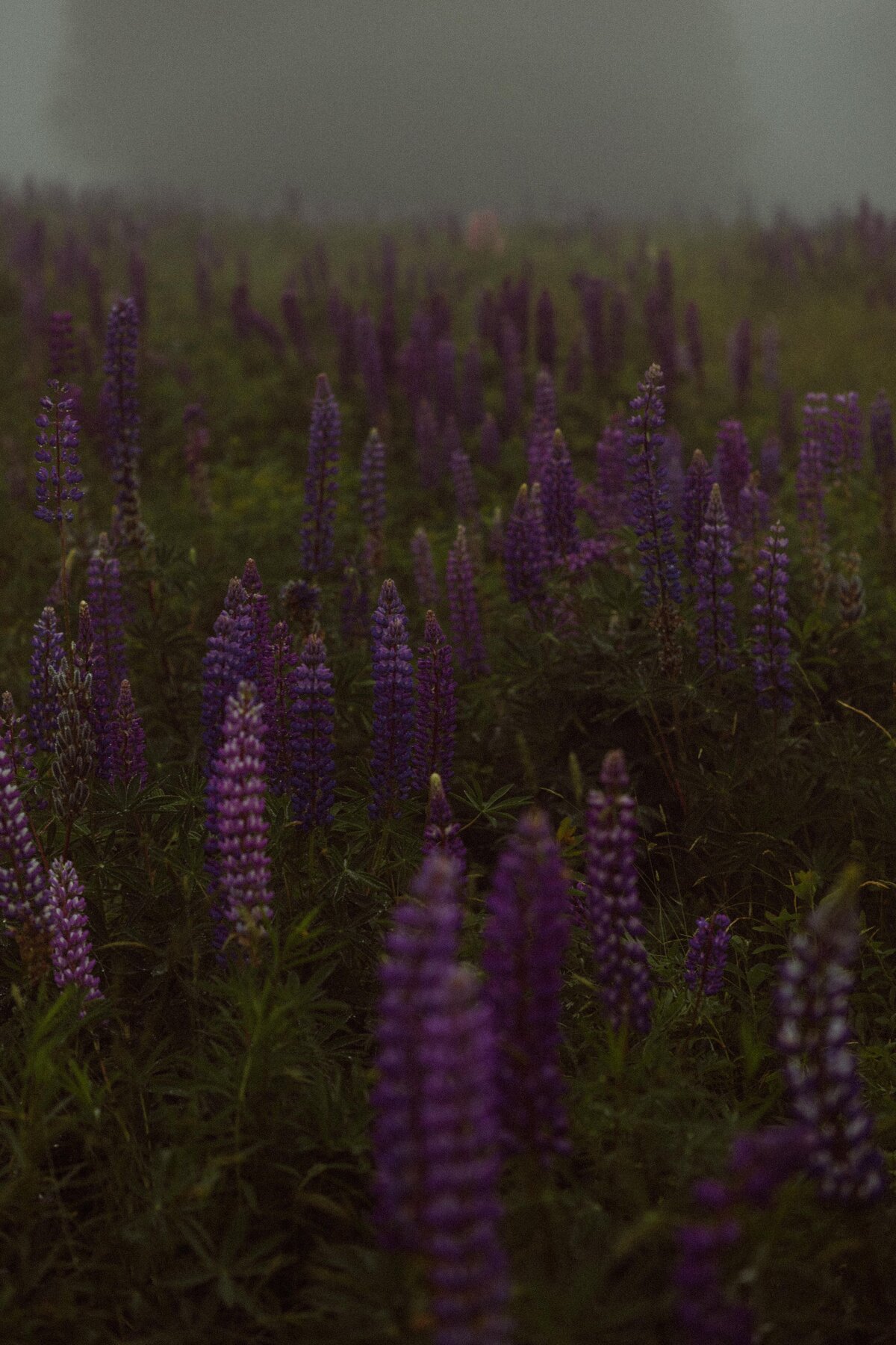 Viewing Lupines in Maine