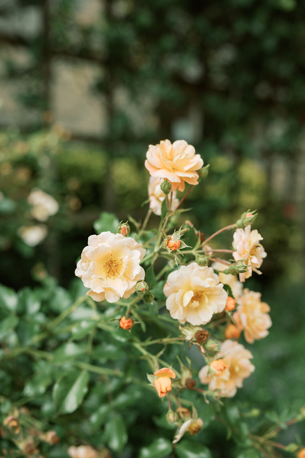 Philadelphia-wedding-photographer-oliviacasey00069