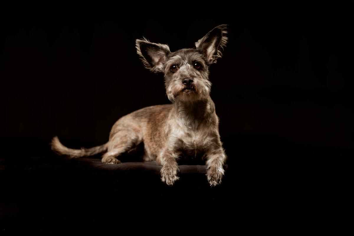 seattle-pet-photographer-13