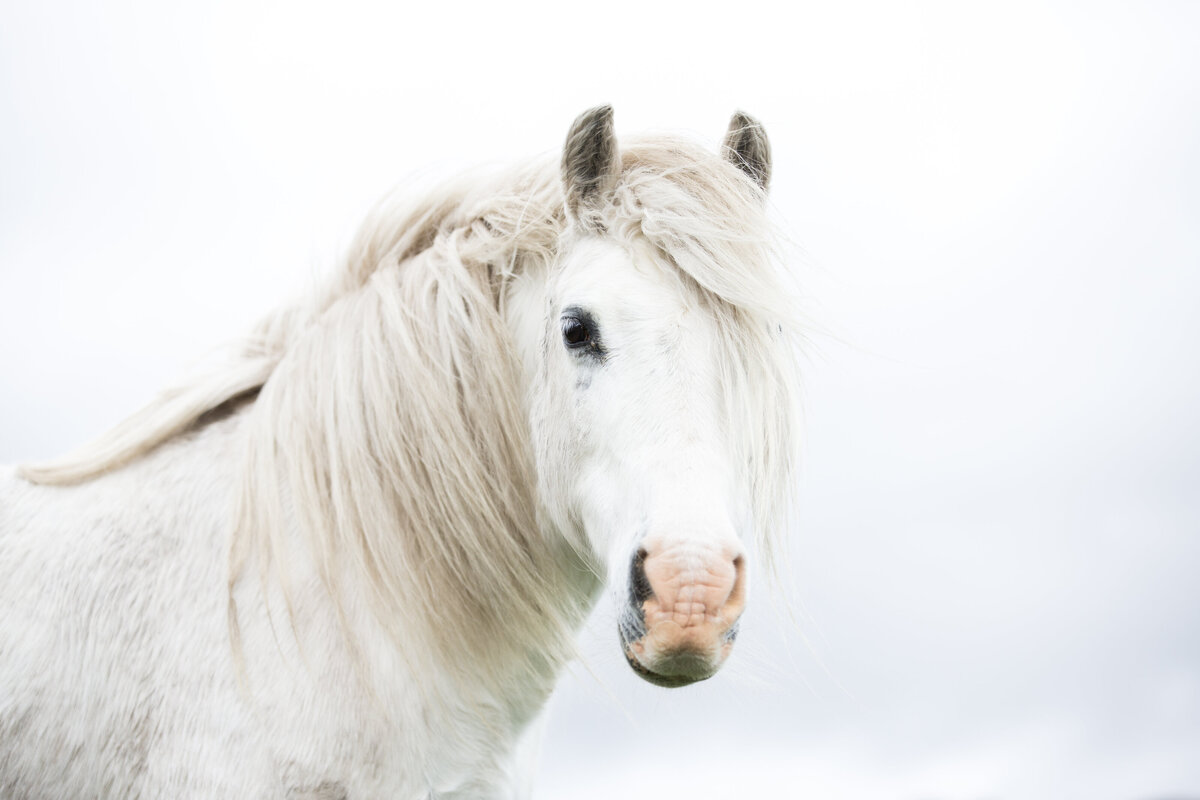 20190427_Kya-Photography-Equestrian-Photographer-Bend-Oregon_0001
