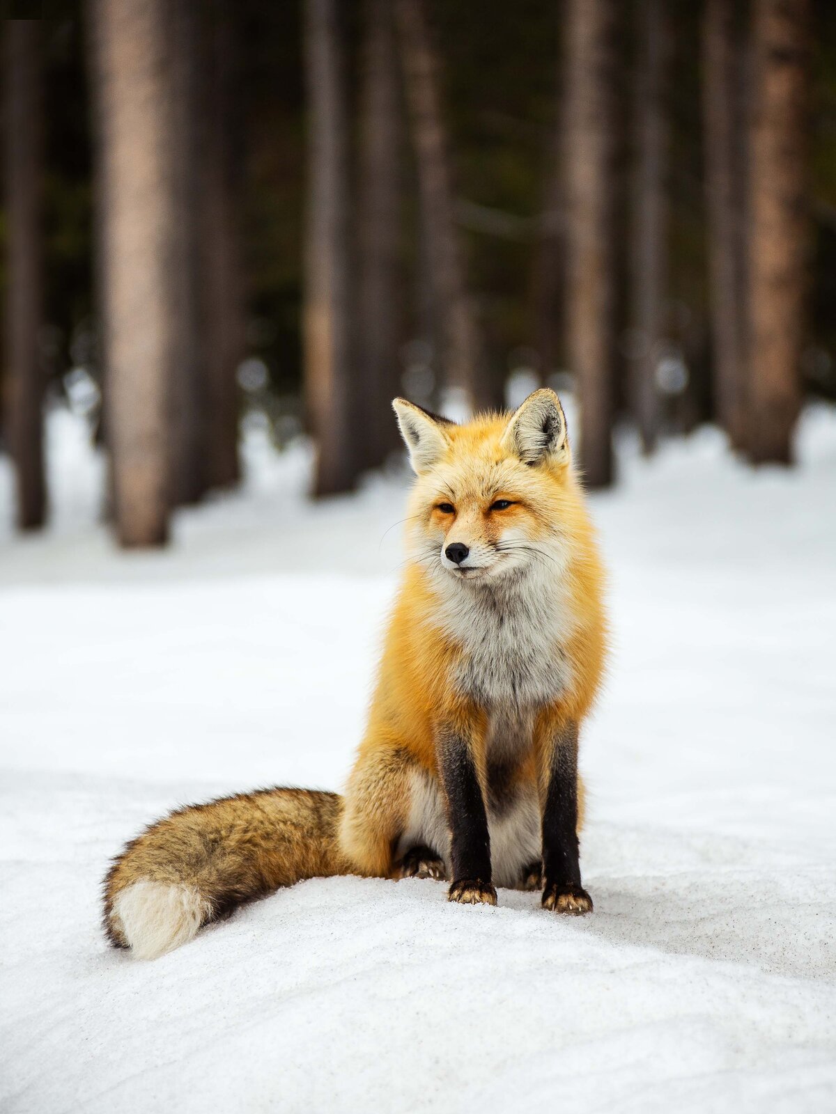 KRawlings_wildlife_fox