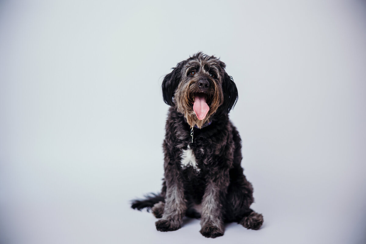 Stacy-Dogs-018