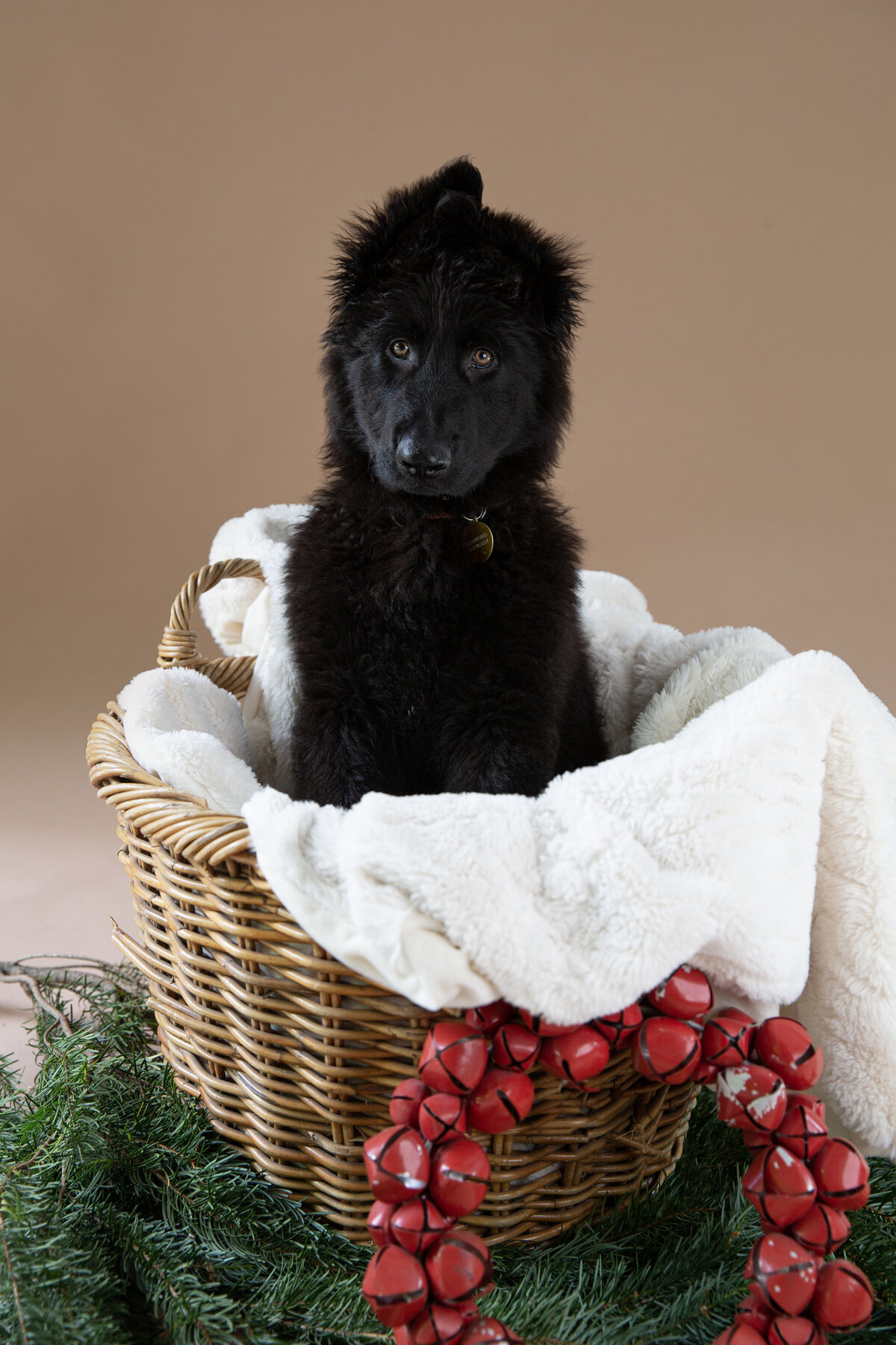 Odin Christmas shoot 12