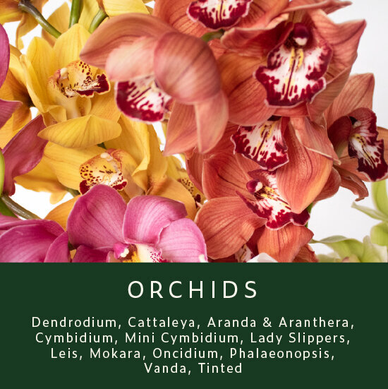 Orchids
