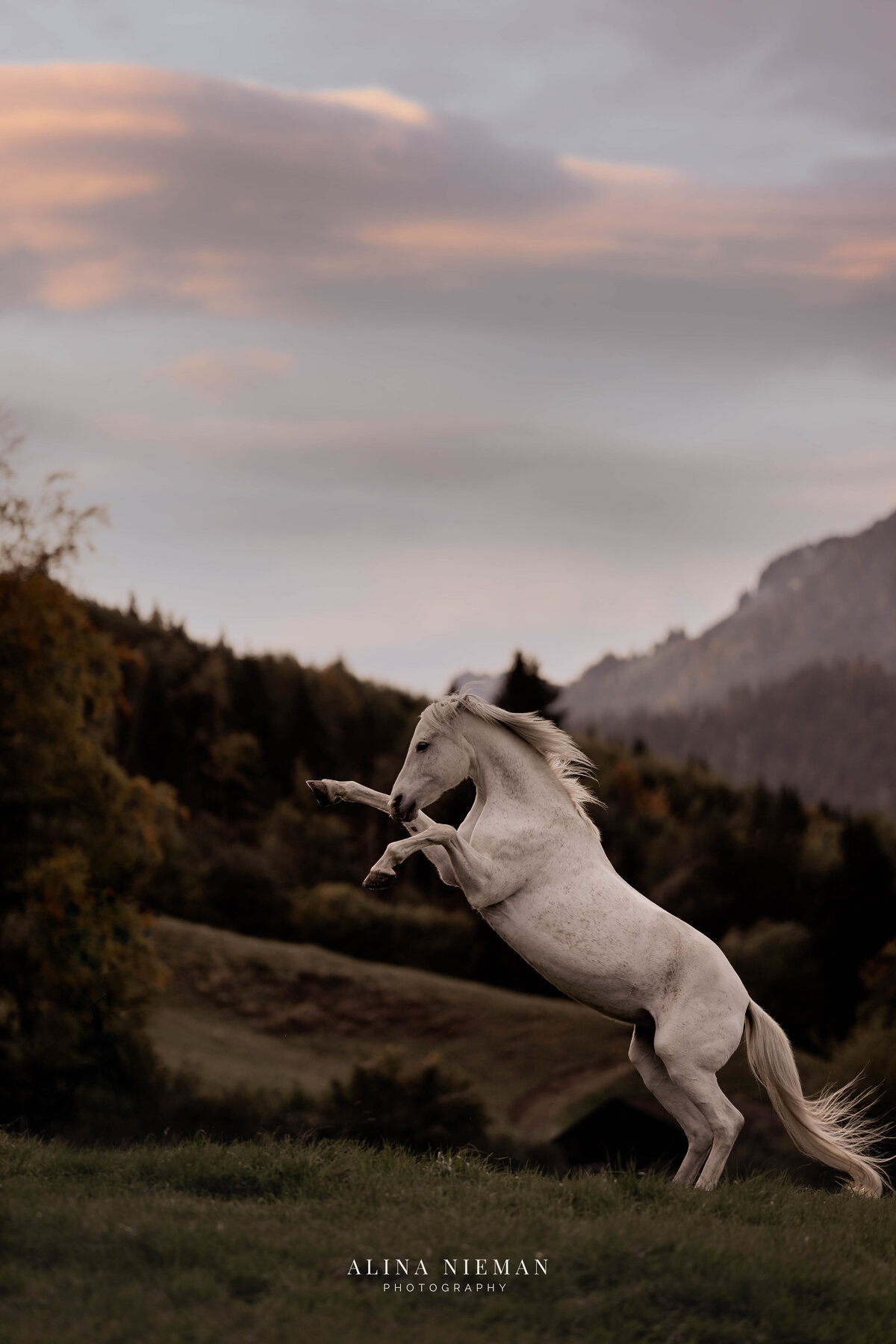 Steigerend paard is zo krachtig maar tegelijkertijd elegant