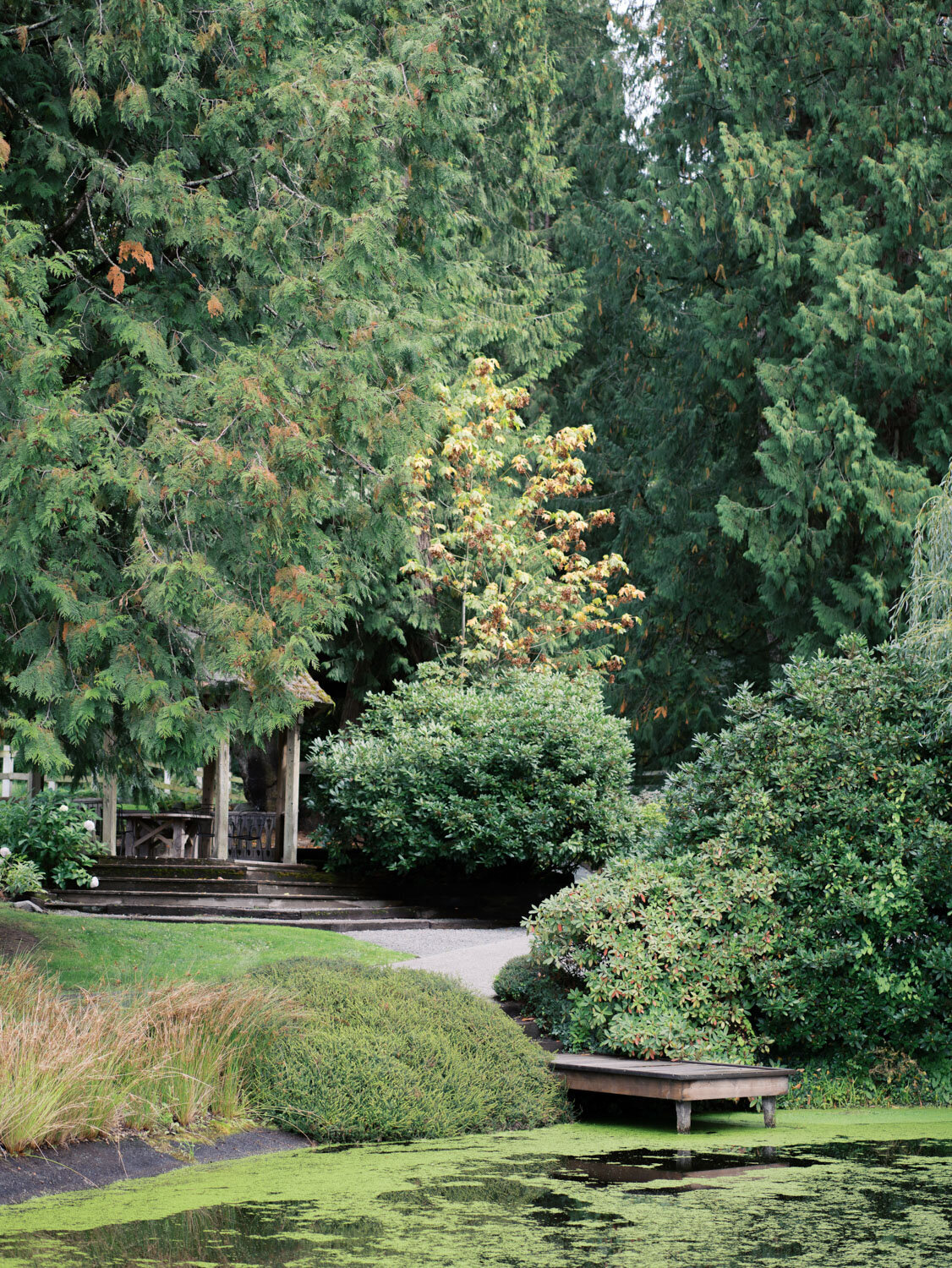 Garden area with a pond surrounded by trees and shrubs