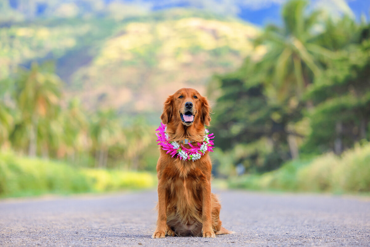 Hawaii Senior Dog Photography-48